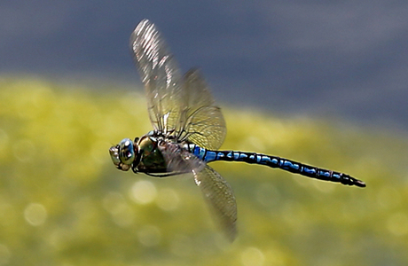 Große Königslibelle (Anax imperator) - © Gernot Kunz